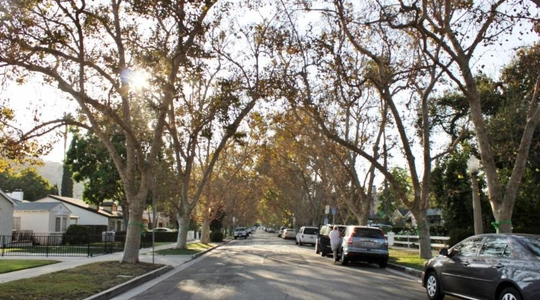 Driveway_tree_motion.jpg