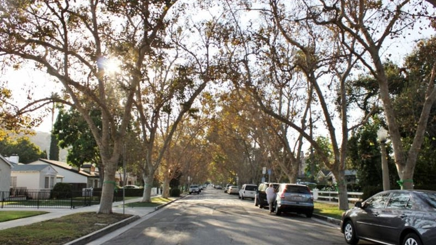 Driveway_tree_motion.jpg
