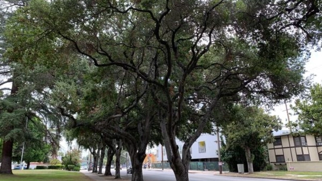 Oak_trees_19547.jpg